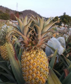 菠萝产地主要在哪个省