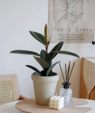 黑土适合种植什么植物