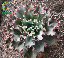 小众送妈妈的花有哪些花