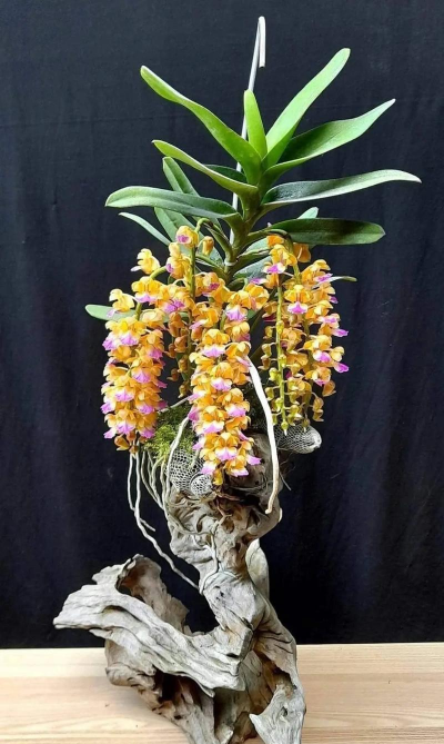 小众送妈妈的花有哪些花