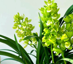 小众送妈妈的花有哪些花