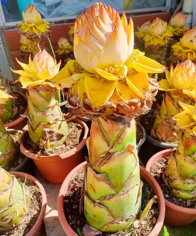 地涌金莲和芭蕉的区别