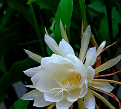 小众送妈妈的花有哪些花