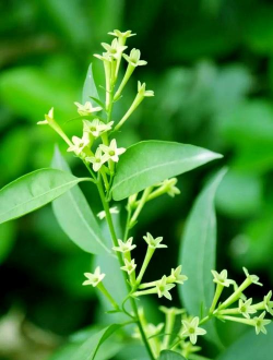 小众送妈妈的花有哪些花