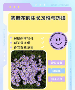 狗娃花怎么繁殖