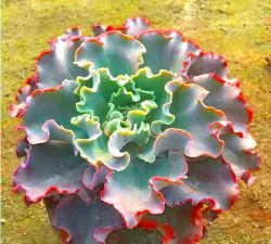 小众送妈妈的花有哪些花