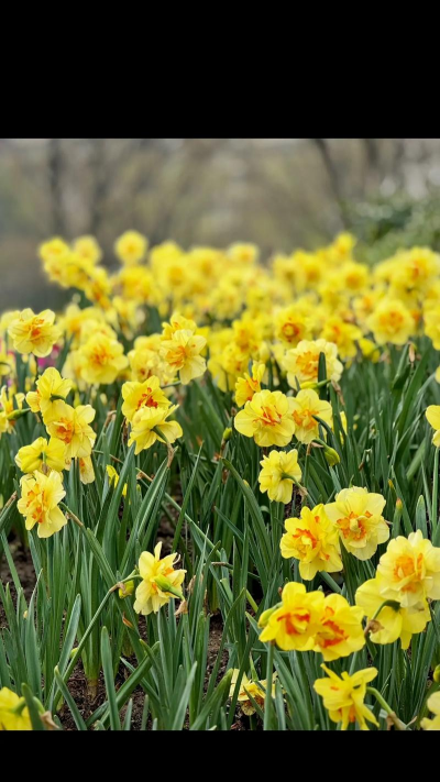 小众送妈妈的花有哪些花