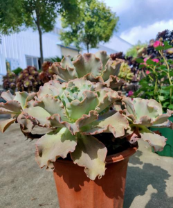 小众送妈妈的花有哪些花