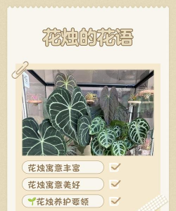 小众送妈妈的花有哪些花