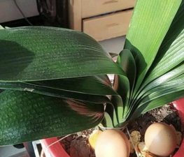 小众送妈妈的花有哪些花