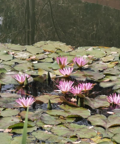 睡莲是哪个国家的国花