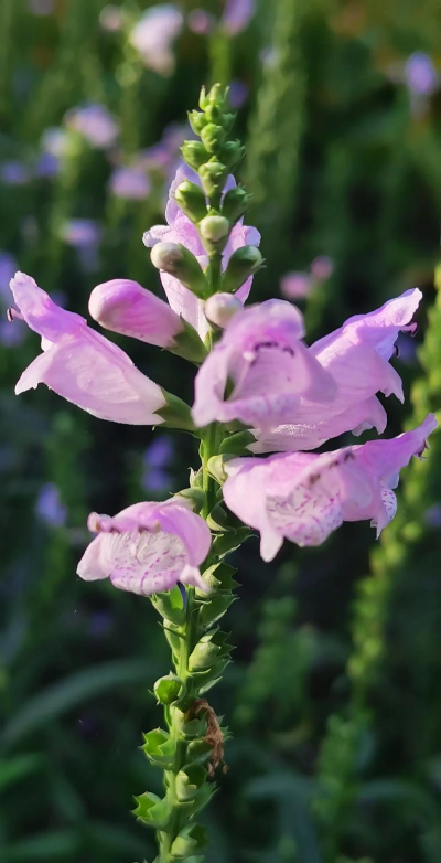 小众送妈妈的花有哪些花