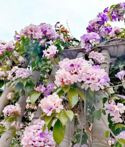 小众送妈妈的花有哪些花