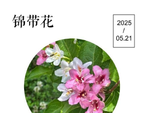 海仙花的花语