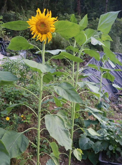 小众送妈妈的花有哪些花