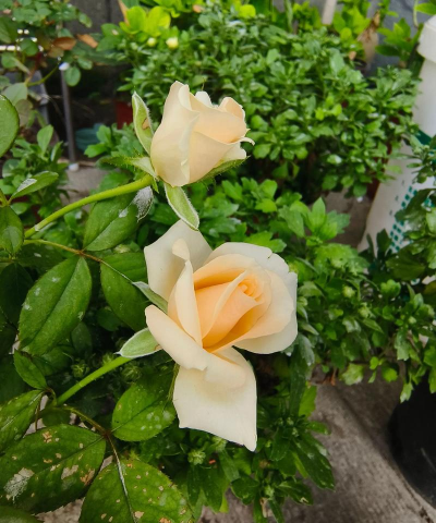 小众送妈妈的花有哪些花