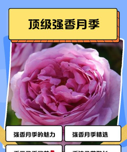 小众送妈妈的花有哪些花