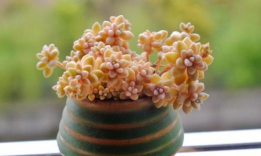 小众送妈妈的花有哪些花