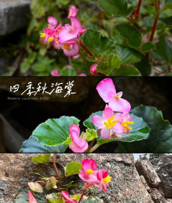 小众送妈妈的花有哪些花