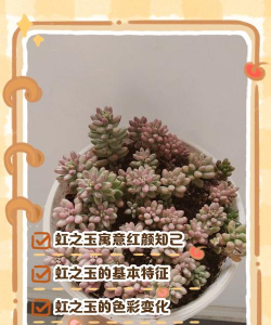 小众送妈妈的花有哪些花