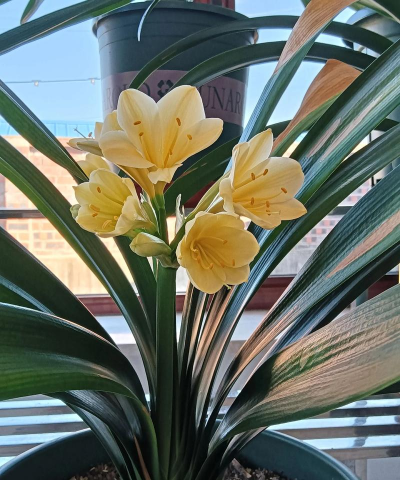 小众送妈妈的花有哪些花