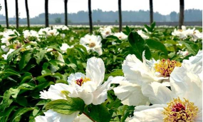 油牡丹是芍药还是牡丹