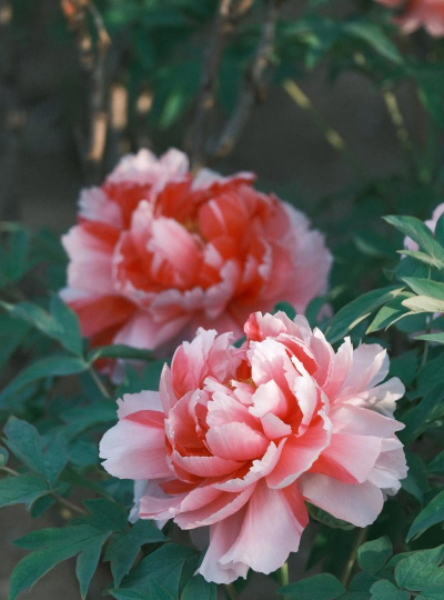 小众送妈妈的花有哪些花