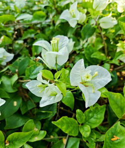 小众送妈妈的花有哪些花