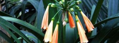 小众送妈妈的花有哪些花