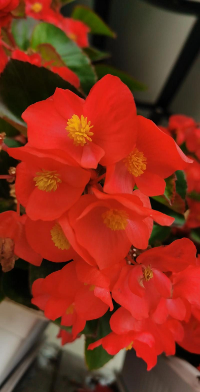 小众送妈妈的花有哪些花