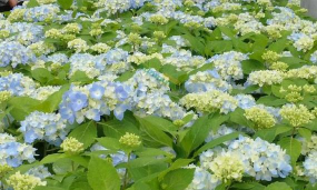 小众送妈妈的花有哪些花