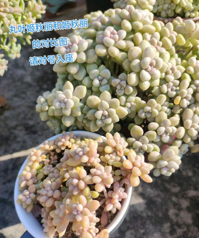 小众送妈妈的花有哪些花