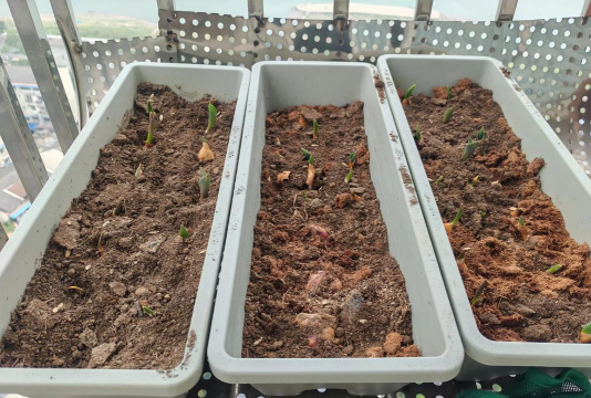 小众送妈妈的花有哪些花