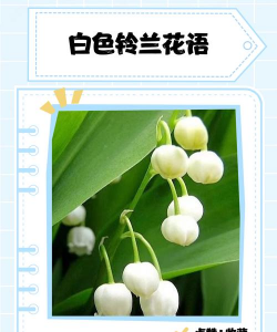 小众送妈妈的花有哪些花