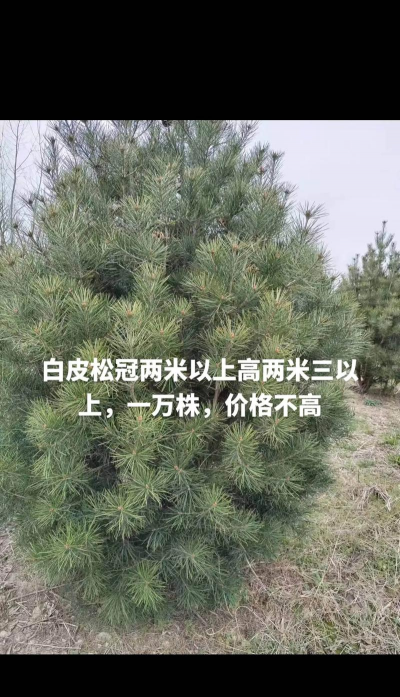 白皮松2米高需多少钱