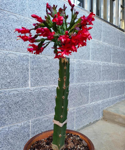 小众送妈妈的花有哪些花