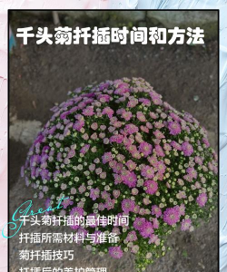 小众送妈妈的花有哪些花