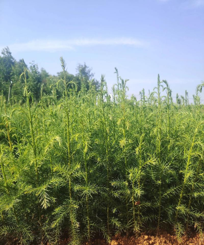 小众送妈妈的花有哪些花