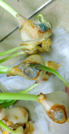 小众送妈妈的花有哪些花