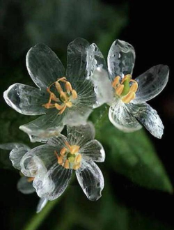 有什么神奇的植物