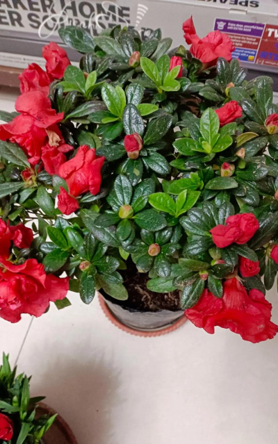 一盆杜鹃花大概多少钱