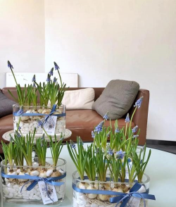 小众送妈妈的花有哪些花