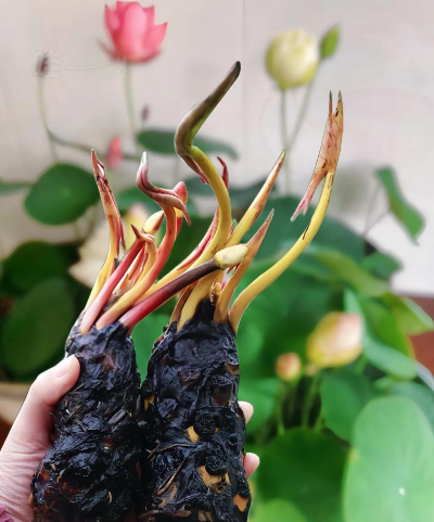 小众送妈妈的花有哪些花