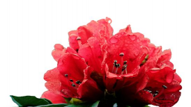 小众送妈妈的花有哪些花