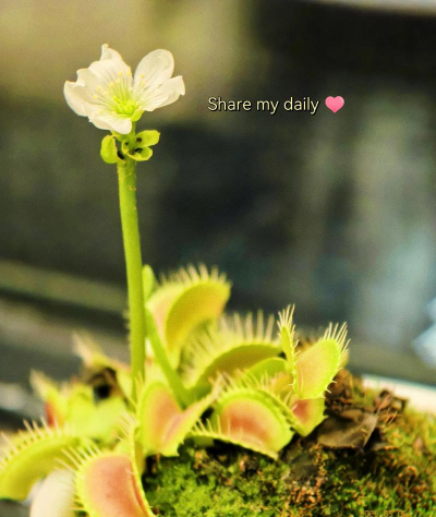 小众送妈妈的花有哪些花