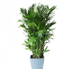 小众送妈妈的花有哪些花