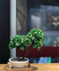 小众送妈妈的花有哪些花