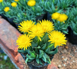 小众送妈妈的花有哪些花