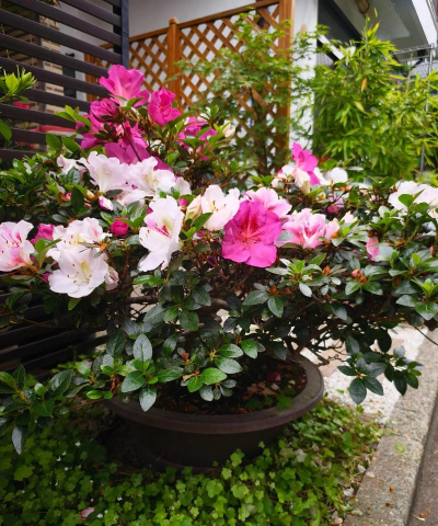 小众送妈妈的花有哪些花