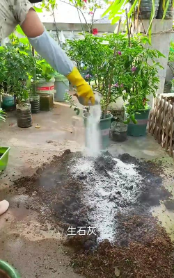 小众送妈妈的花有哪些花